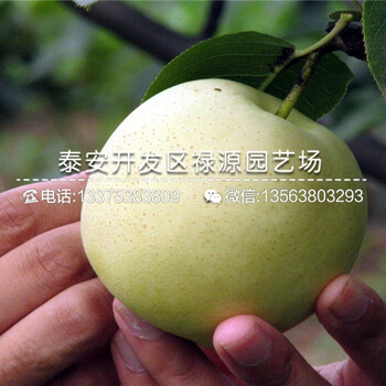 適合北方的嫁接梨樹苗、嫁接梨樹苗一棵多少錢