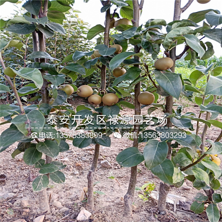 青海4公分梨树苗出售价钱多少钱一棵