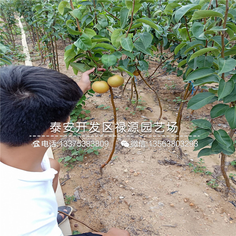 什么地方有卖茄梨树苗、茄梨树苗多少钱一颗