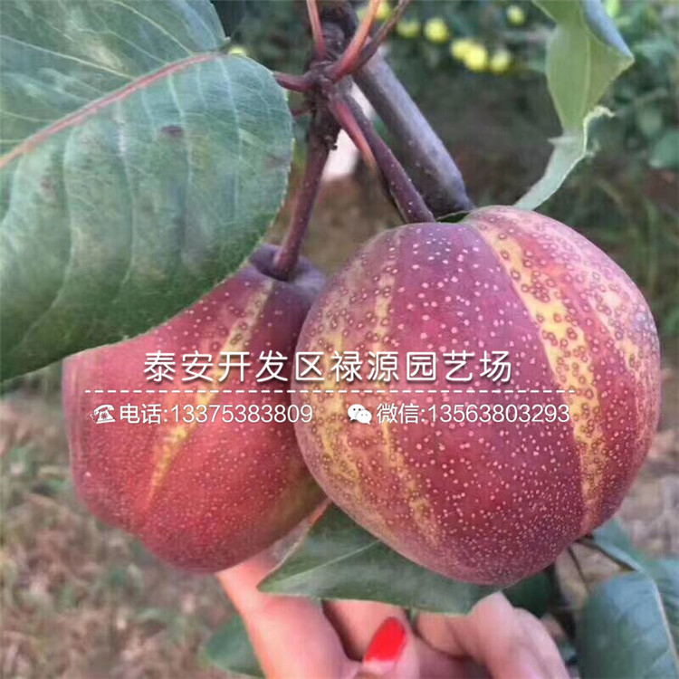 一年晚熟梨樹苗成活率高達(dá)百分之95以上