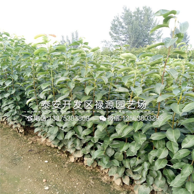 翠冠梨樹苗1公分梨樹苗梨樹苗施肥技術(shù)