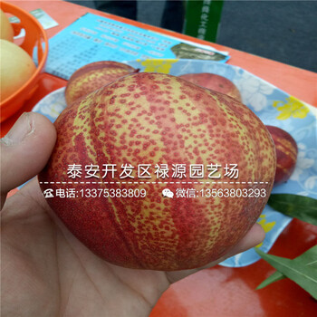 翠冠梨樹(shù)苗1公分梨樹(shù)苗梨樹(shù)苗施肥技術(shù)