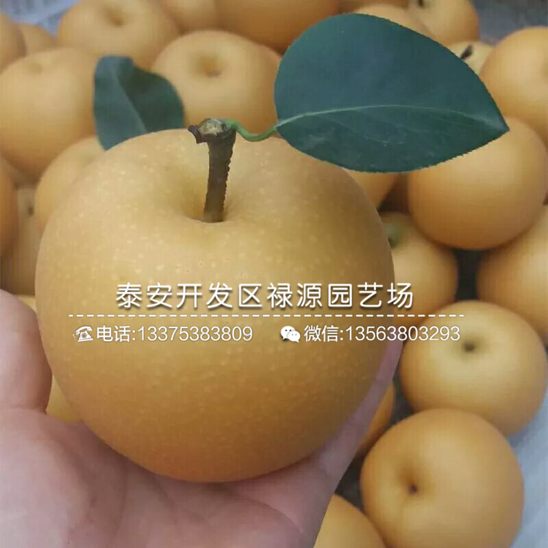 一株水晶梨樹苗畝產(chǎn)多少斤、一株水晶梨樹苗單價(jià)是多少