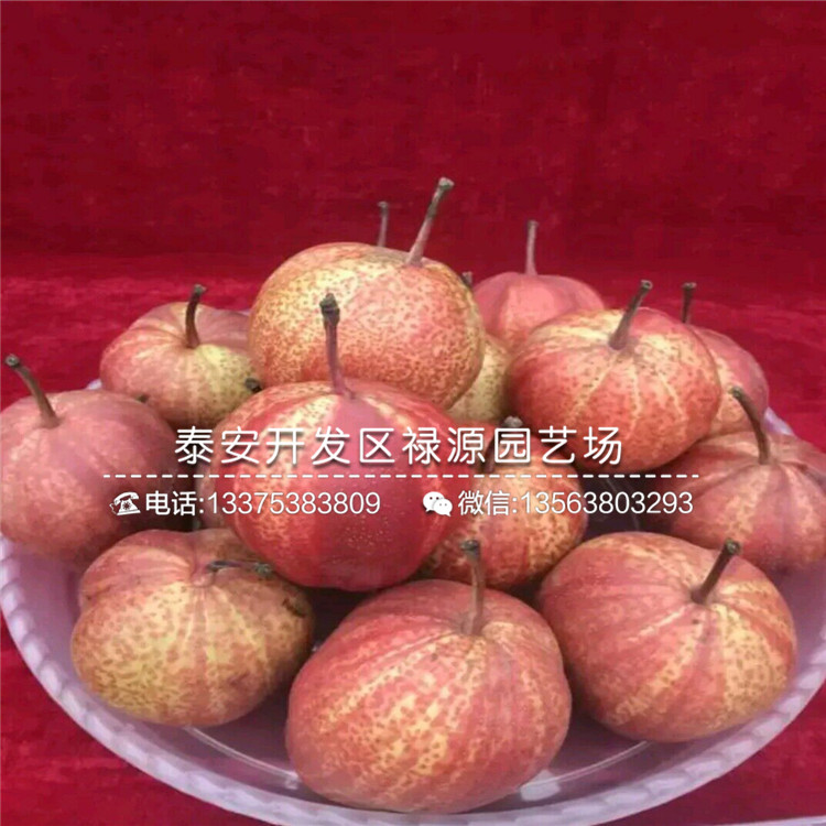 當(dāng)年結(jié)果四公分中梨一號(hào)梨樹苗今年報(bào)價(jià)