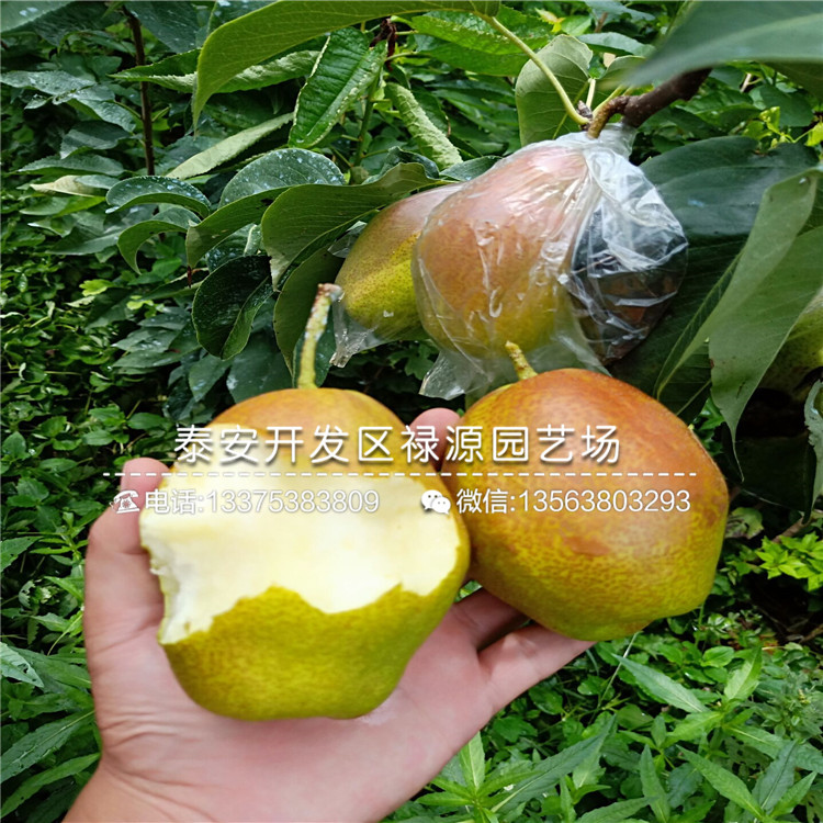 新品種庫爾勒香梨樹苗梨樹苗種植技術(shù)