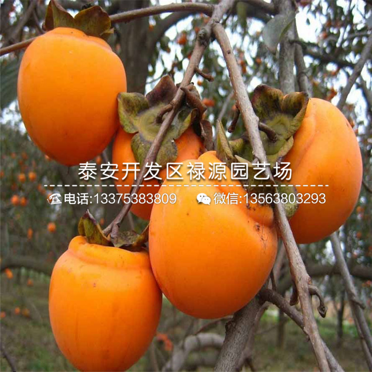嫁接2公分柿子苗報價