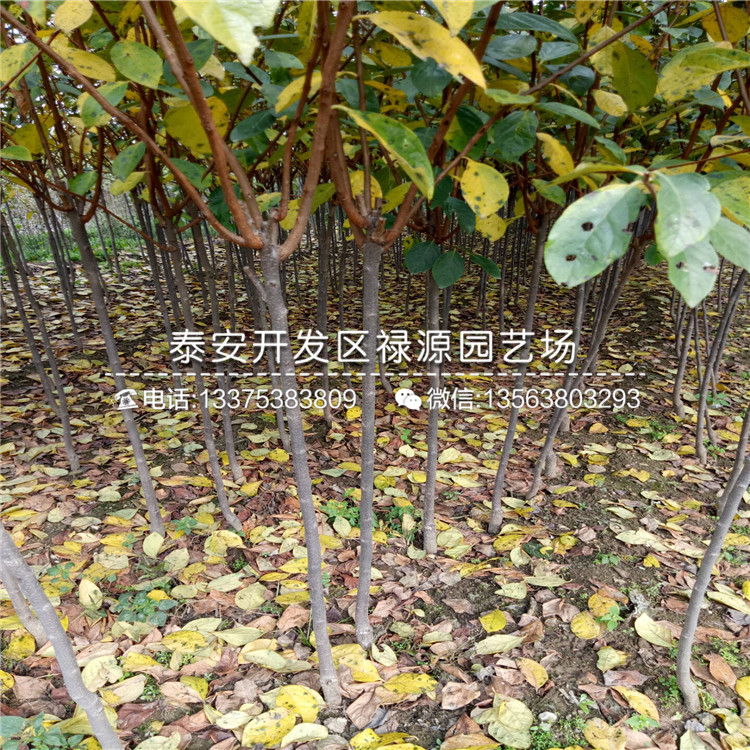 山東黑柿子苗種植技術(shù)咨詢