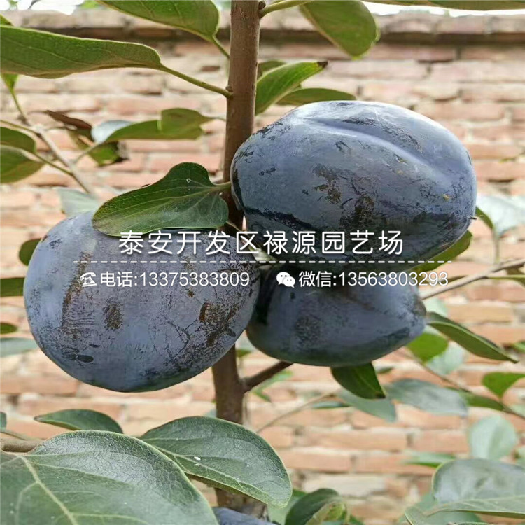 新品種黑柿子苗、黑柿子苗品種