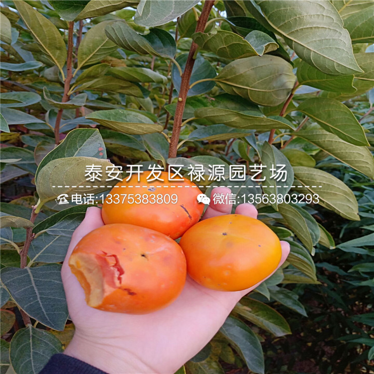 新秋柿子苗株行距、新秋柿子苗基地批發(fā)價(jià)格