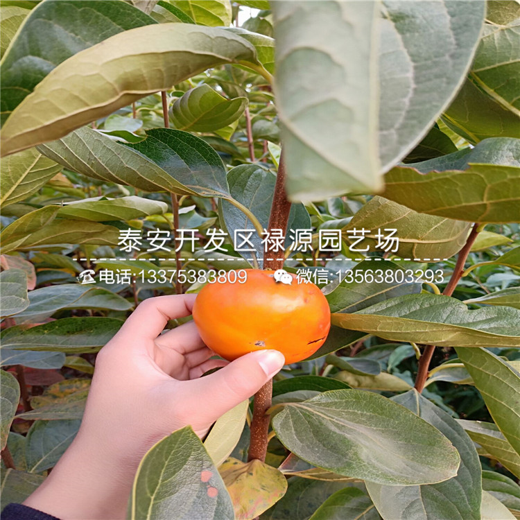 磨盤柿子苗供應(yīng)商
