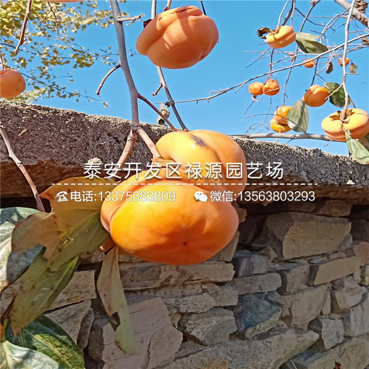 今年太秋甜柿子苗、太秋甜柿子苗怎么購買