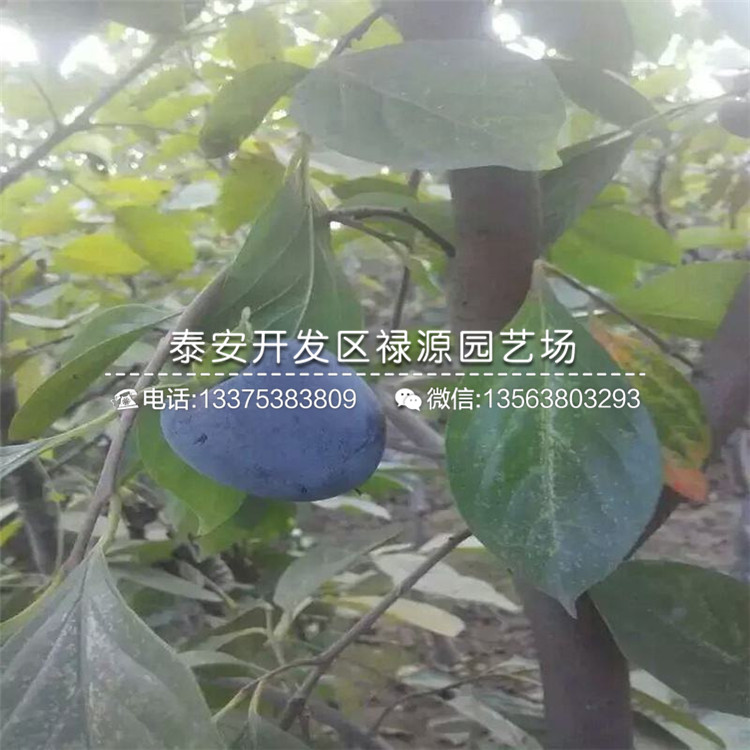 山東火晶柿子苗幾月份出售