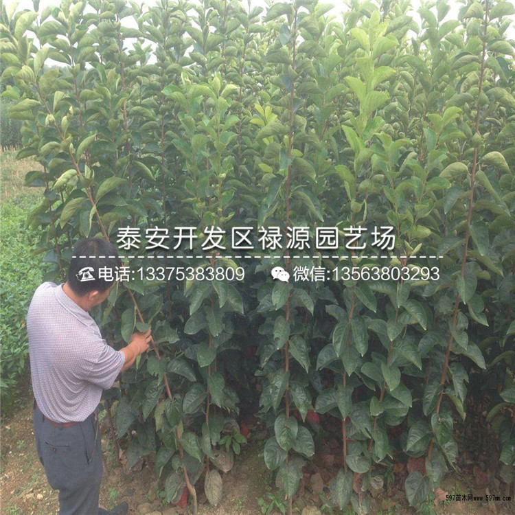 磨盤柿子苗供應(yīng)商