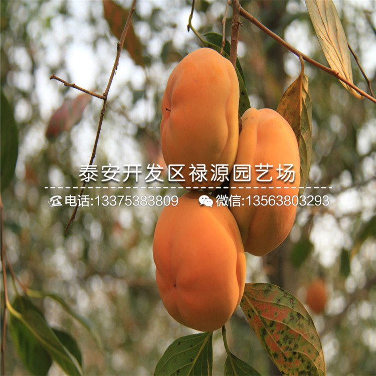 新秋柿子苗株行距、新秋柿子苗基地批發(fā)價(jià)格