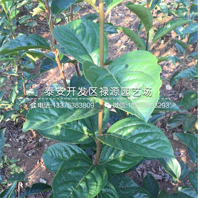 嫁接2公分柿子苗報價