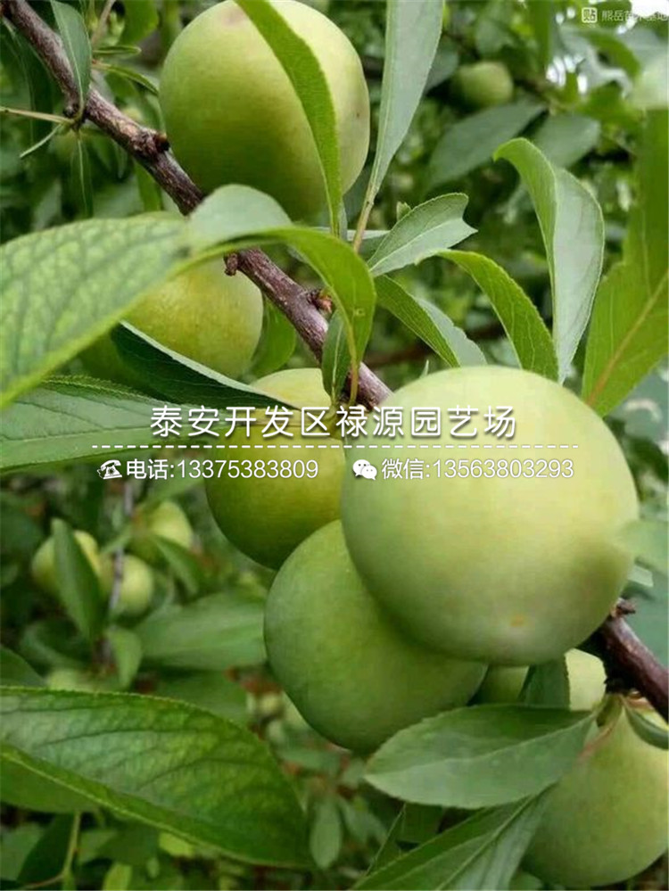 今年新品種李子苗、新品種李子苗批發(fā)