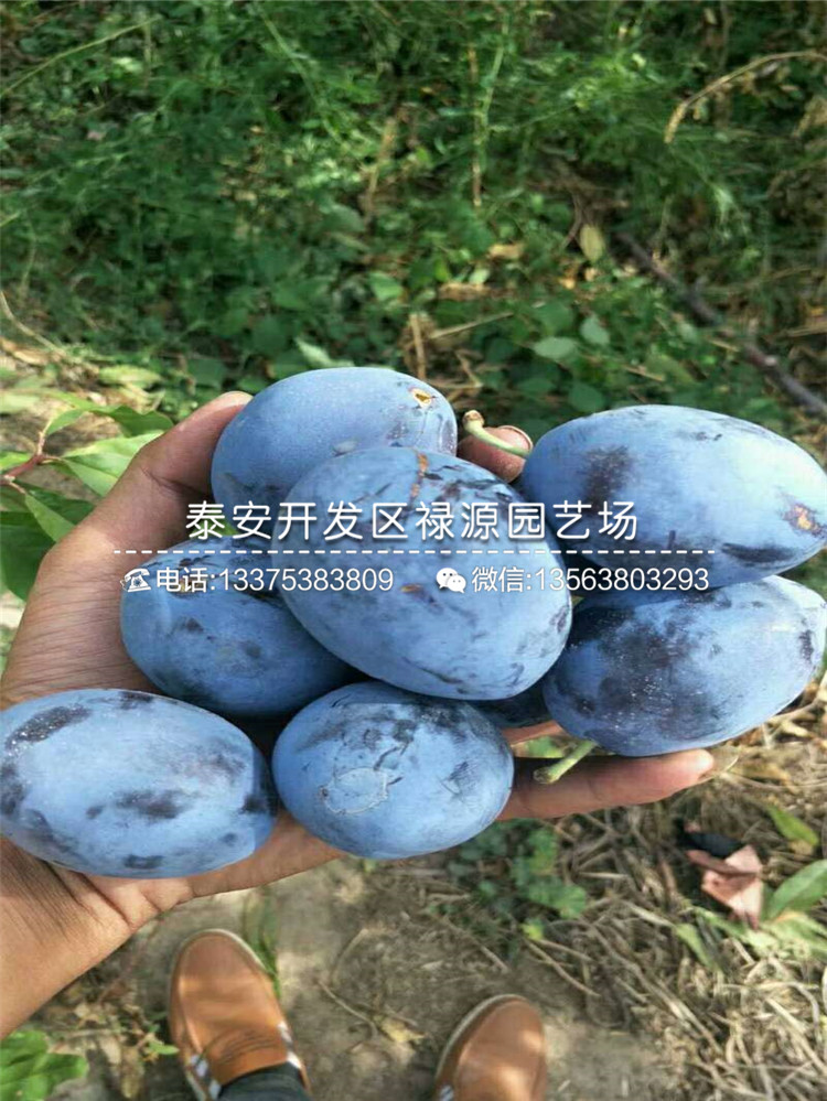 一年黑布林李子苗幾月份出售