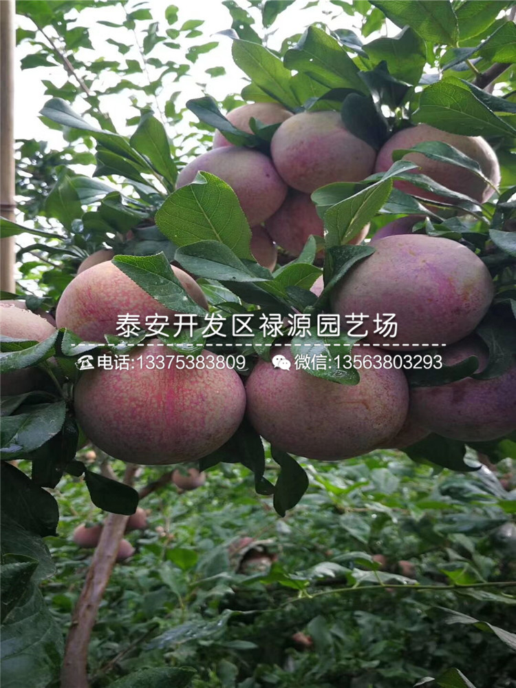 一年黑布林李子苗幾月份出售