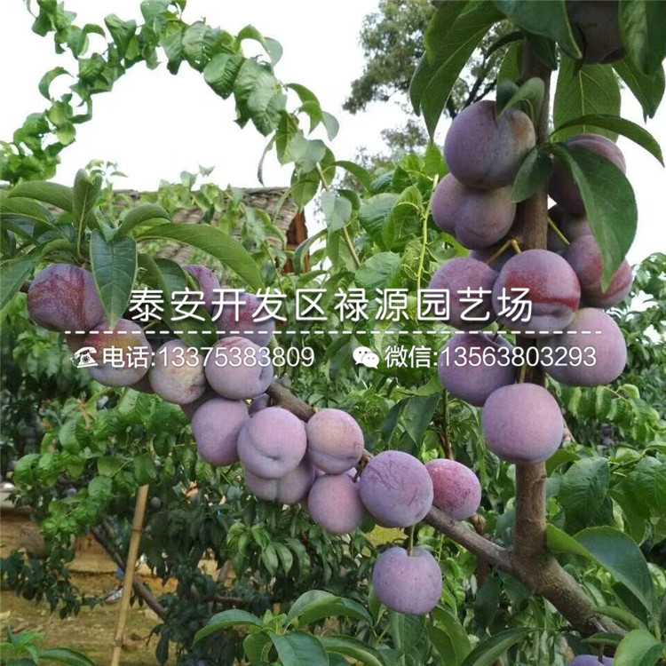 今年新品種李子苗、新品種李子苗批發(fā)