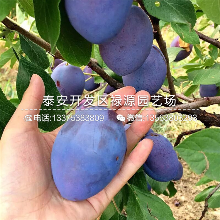 當(dāng)年結(jié)果西梅藍(lán)蜜李子苗、西梅藍(lán)蜜李子苗修剪技術(shù)