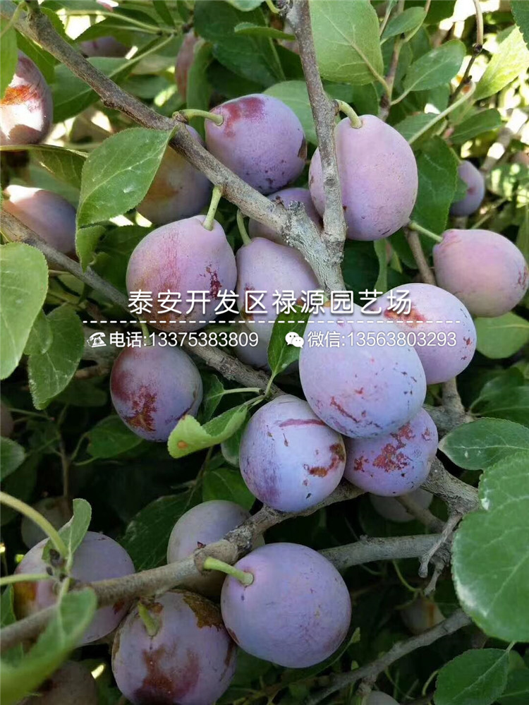嫁接風(fēng)味玫瑰李子苗、風(fēng)味玫瑰李子苗基地