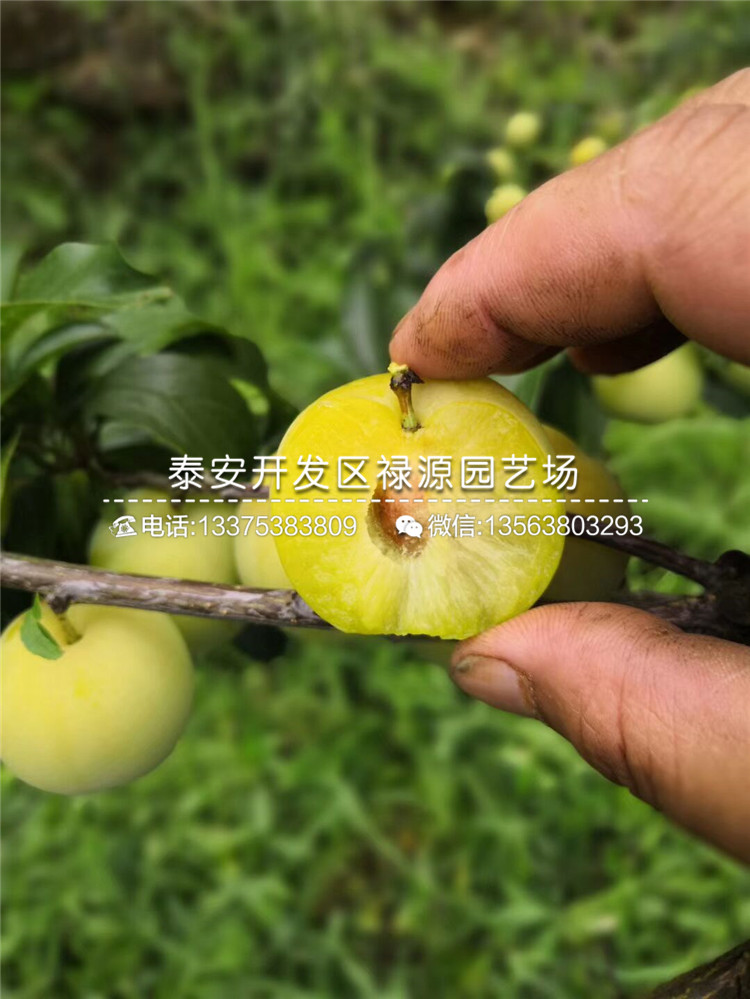 一年黑布林李子苗幾月份出售