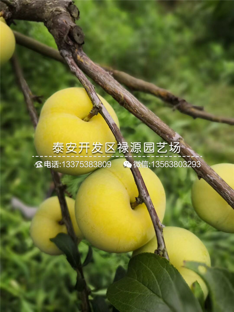 一年黑布林李子苗幾月份出售