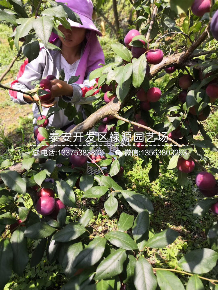 嫁接風(fēng)味玫瑰李子苗、風(fēng)味玫瑰李子苗基地
