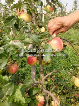 種植紅將軍蘋果苗批發(fā)市場(chǎng)