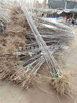 種植王林蘋果苗品種說明