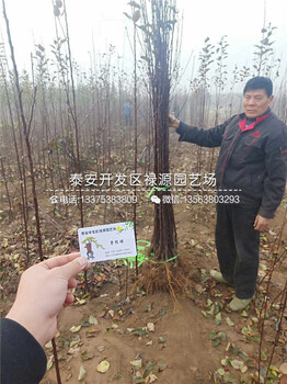 了解陽光富士蘋果苗多遠(yuǎn)一棵