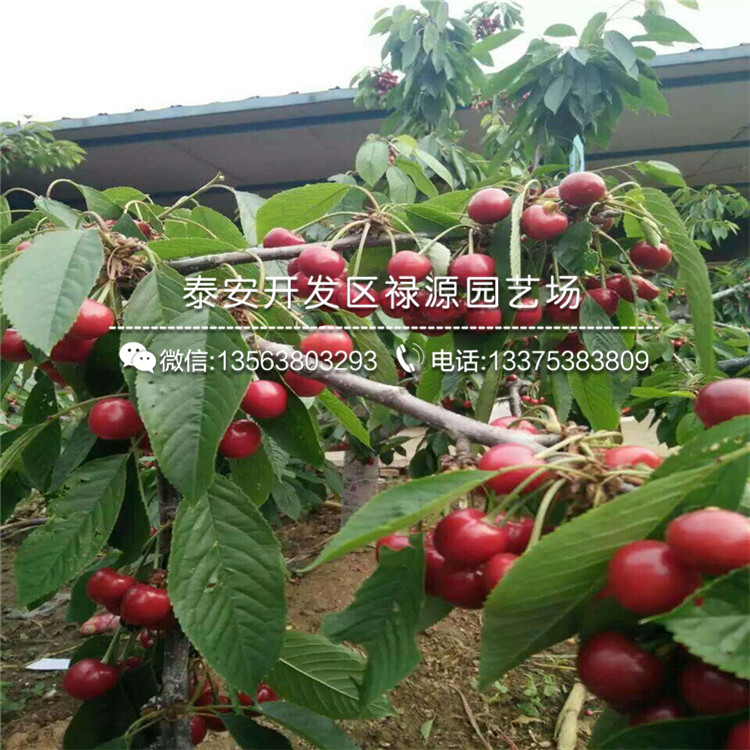 什么地方有賣考特櫻桃砧木苗、5公分考特櫻桃砧木苗注意事項(xiàng)