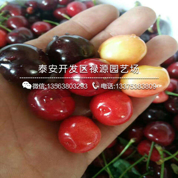 種植吉塞拉12號砧木苗、1公分吉塞拉12號砧木苗批發(fā)價錢