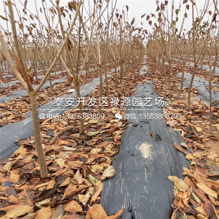 嫁接吉塞拉12號砧木苗、4公分吉塞拉12號砧木苗種植及管理