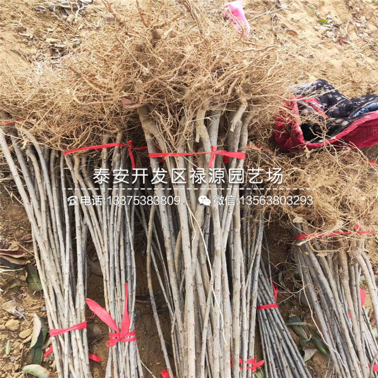 什么地方有賣大青葉櫻桃砧木苗、3公分大青葉櫻桃砧木苗種植主要技術(shù)措施