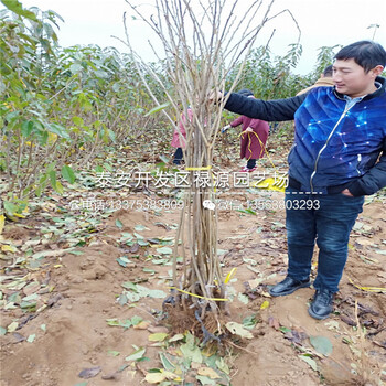 了解考特櫻桃砧木苗、4公分考特櫻桃砧木苗基地