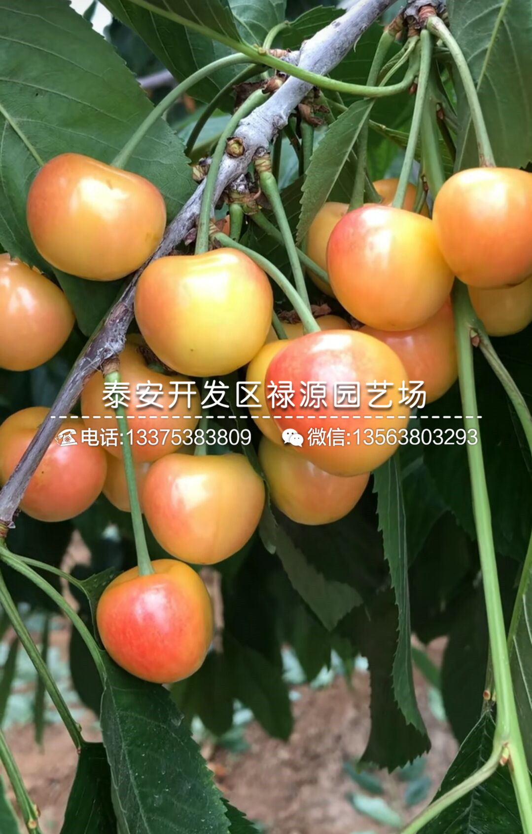 哪里有卖的马哈利砧木苗苗圃马哈利砧木苗价格多少