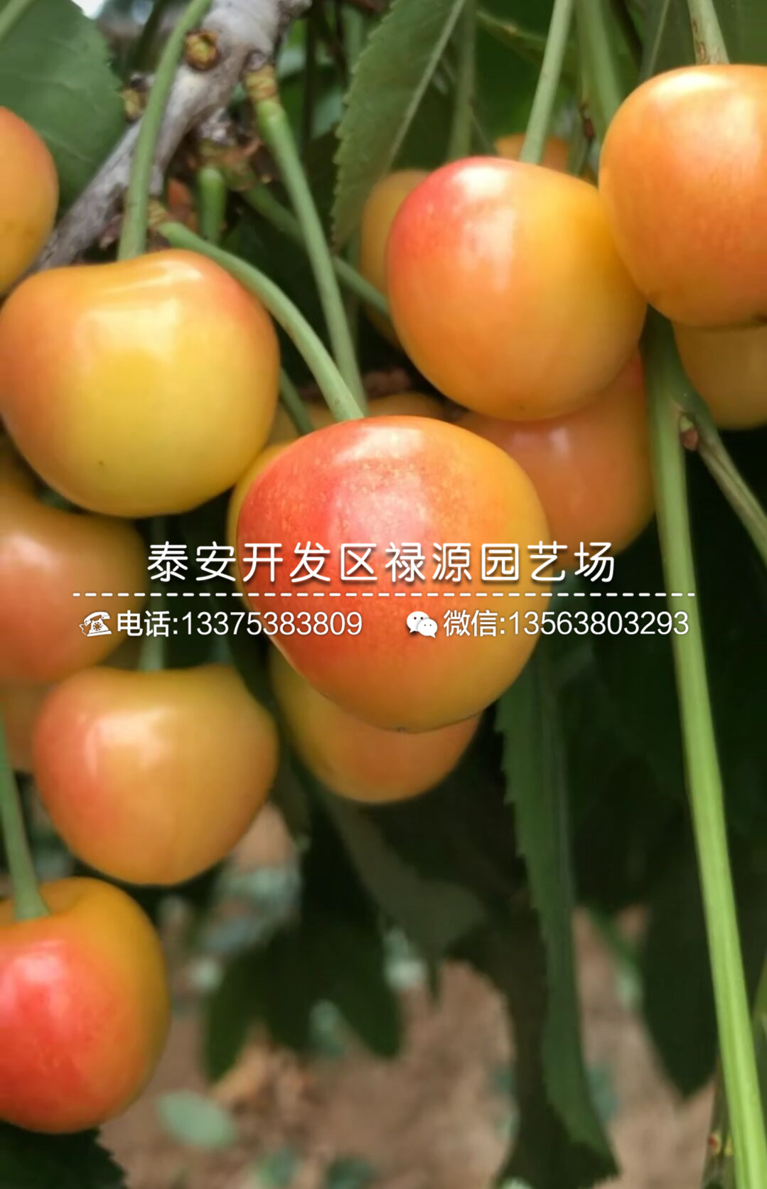 2018年吉塞拉6號砧木苗繁育技術(shù)規(guī)程