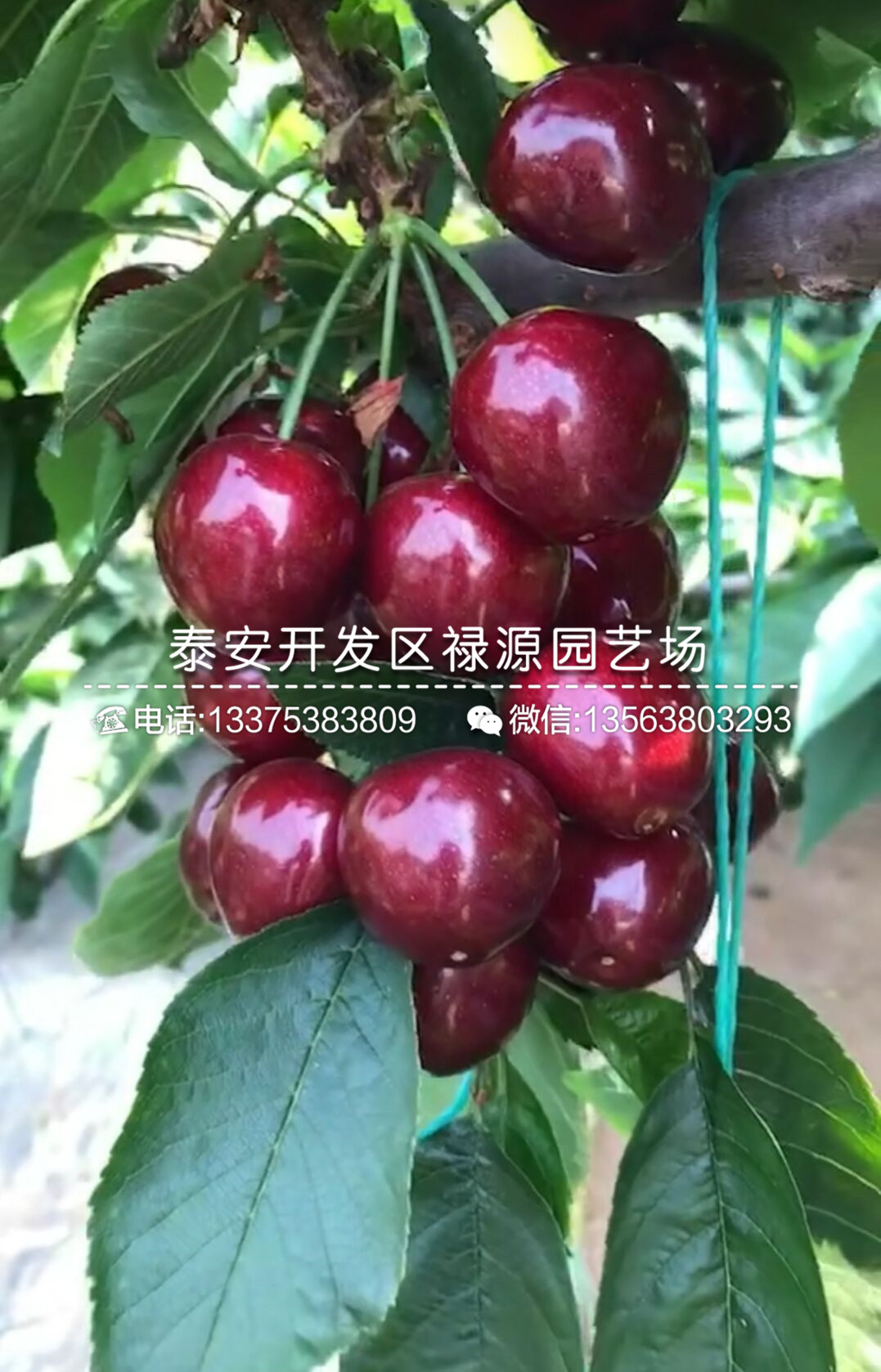 新品種大青葉櫻桃砧木苗、二年生大青葉櫻桃砧木苗種植技術(shù)咨詢