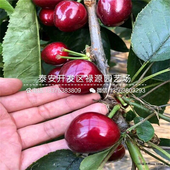 咨詢大青葉櫻桃砧木苗、二年生大青葉櫻桃砧木苗優(yōu)缺點(diǎn)