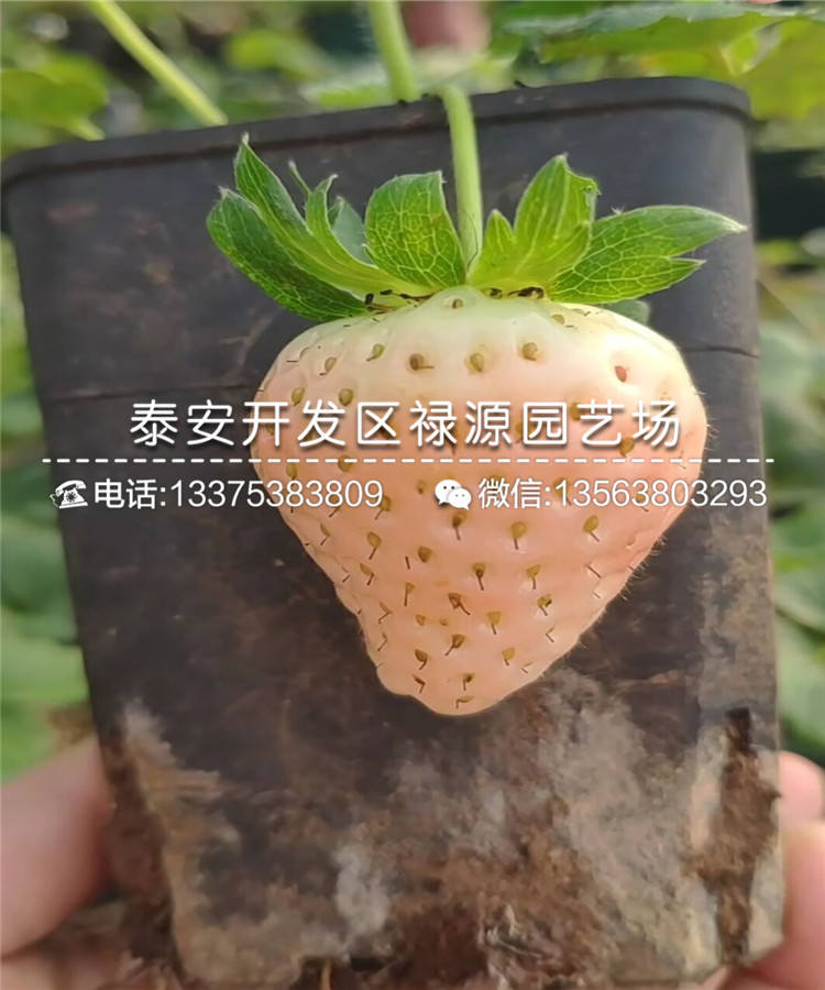 山东哈尼草莓苗、哈尼草莓苗品种