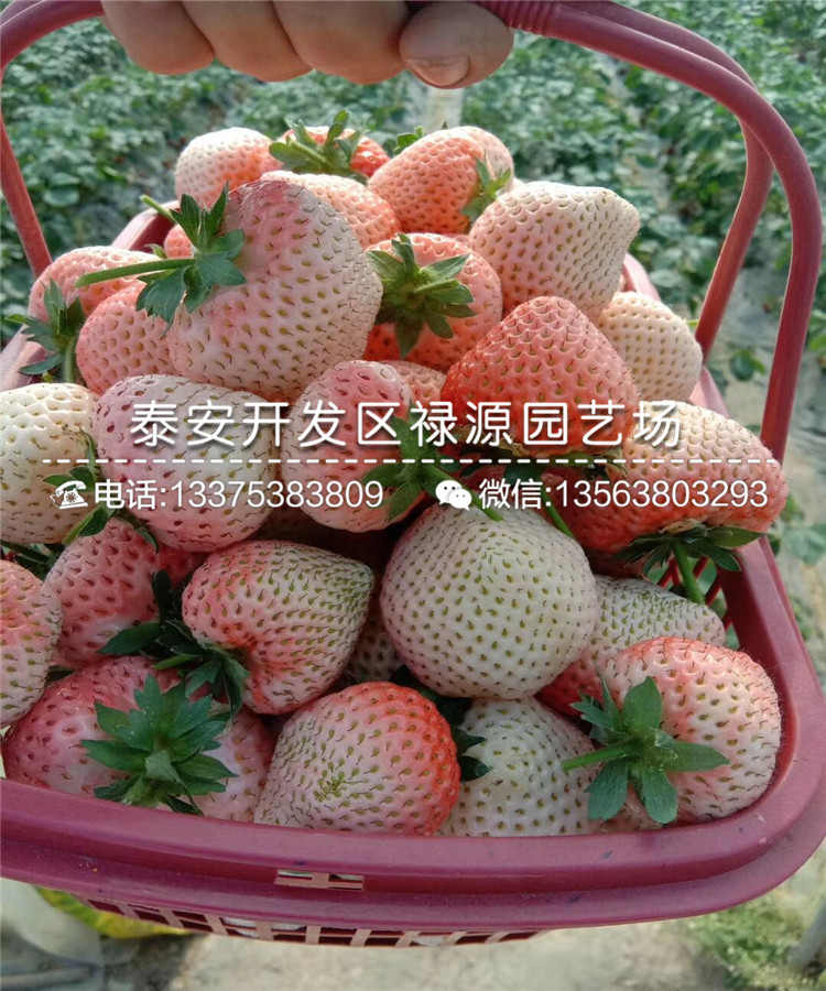 京郊小白草莓苗好不好卖