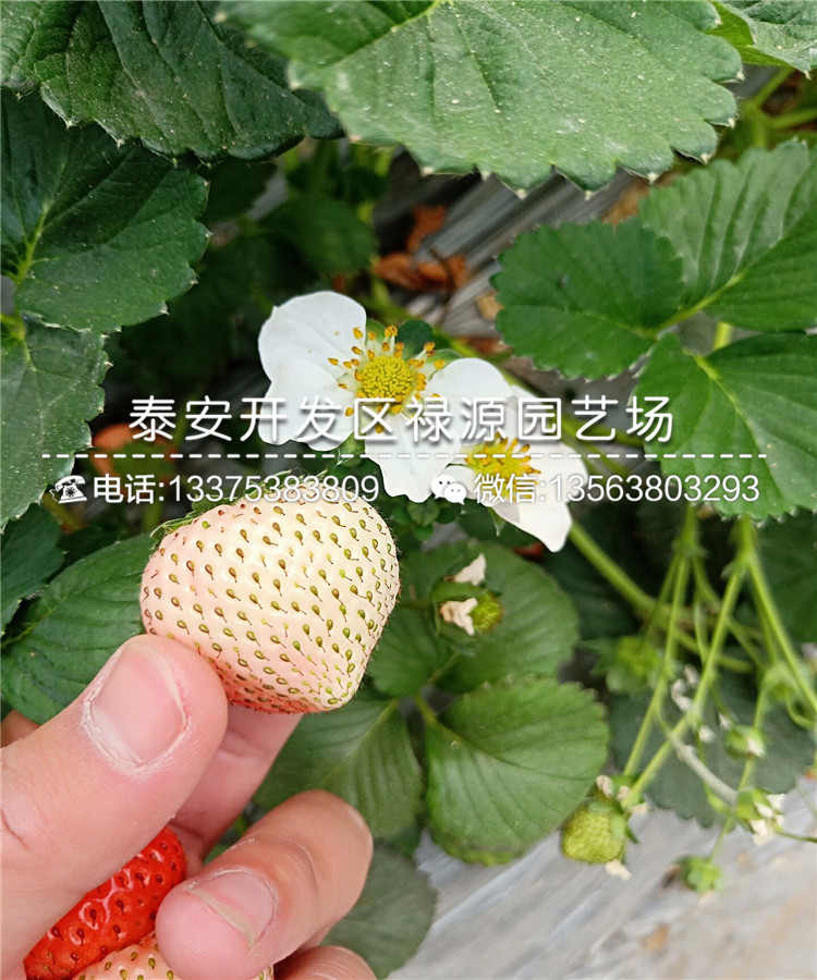 甘露草莓苗的草莓品种