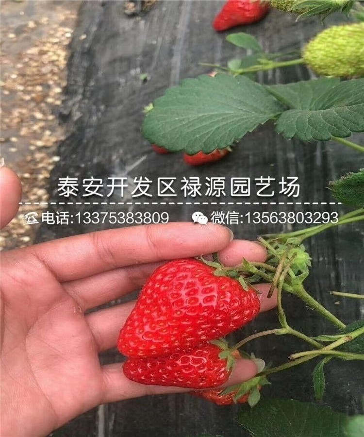 红实美草莓苗种植有什么要求