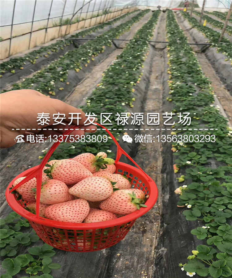 达赛草莓苗南方适合栽种的品种