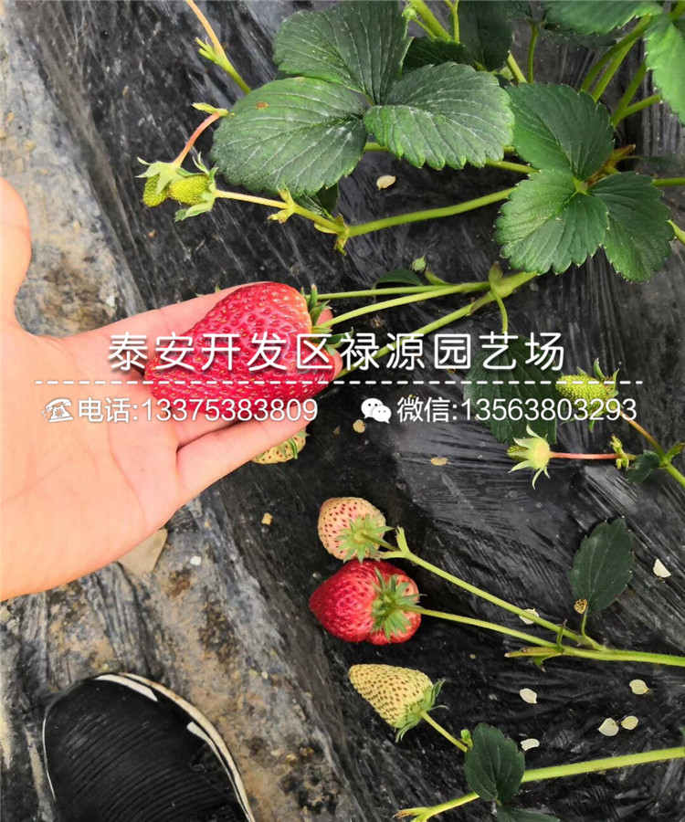 蒙特瑞草莓苗种植技术及价格