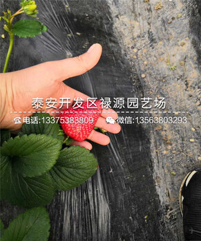 妙香三号草莓苗怎么种植