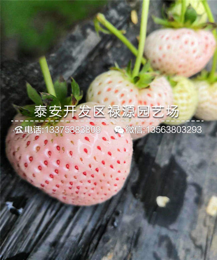 红实美草莓苗种植有什么要求