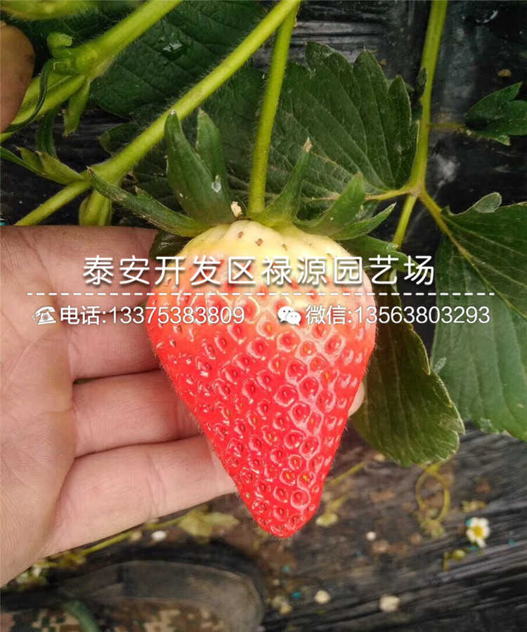 红颊草莓苗海拔高适合种植吗