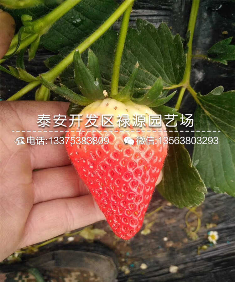 红实美草莓苗种植有什么要求